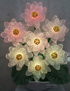 광섬유꽃-천상화 (흰색)